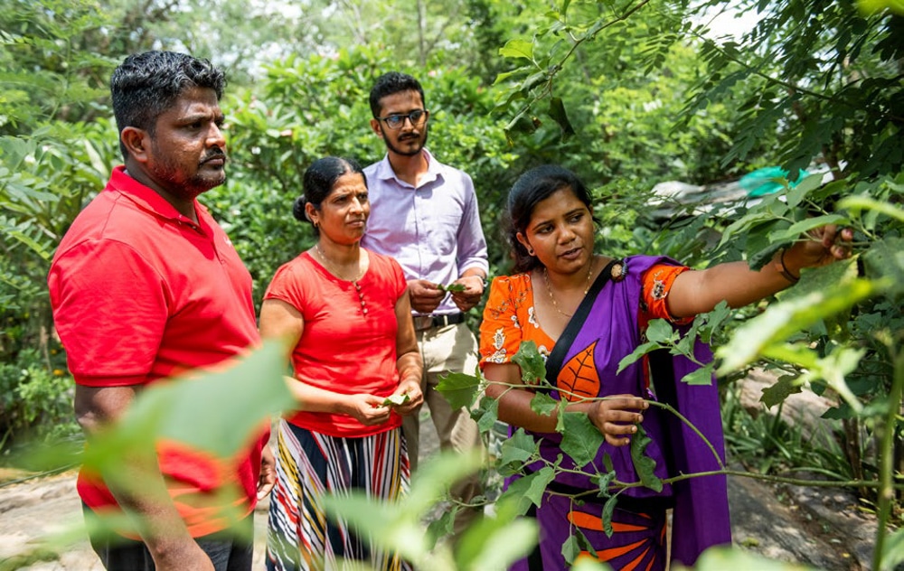 A group of Sri Lankan smallholder famers inspect a tree for quality.
