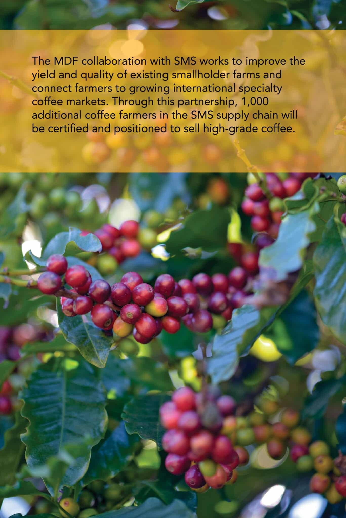 Through the partnership of MDF and SMS, the yield and quality of coffee cherries in Papua New Guinea had has improved.