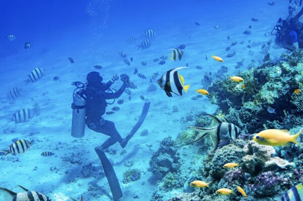 Underwater scene of a scuba diver with numerous fish, highlight tourism linkages in Timor-Leste's recovery from COVID-19.