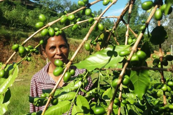 A woman stands by a tree with green beans, representing the improved coffee production methods in Timor-Leste.