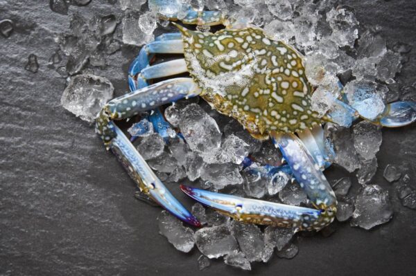 Blue crab resting on ice, highlighting efforts for resilience and sustainability in Sri Lanka's Blue Swimming Crab system.