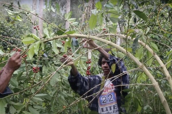 A man picking berries from a tree in a dense forest, featured in a video about coffee production in Papua New Guinea.