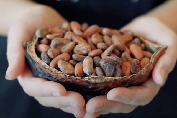 A close-up of a person grasping a bowl of cocoa beans, from the video "Living Koko: Samoa."