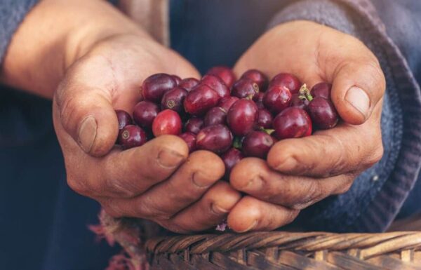 A person presents a handful of vibrant red coffee cherries, highlighted on the cover of the Coffee with a Story article.