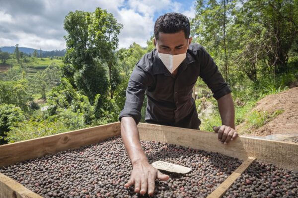 A masked man sorts coffee beans, highlighting the Perfect Blend: coffee strengthening Sri Lanka – Australia relations.