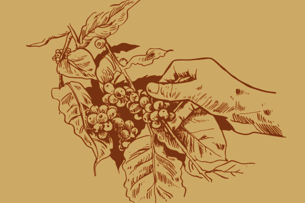 World Coffee Research Arabica Genetic Analysis Report illustration of hand picking coffee Cherries off branch.