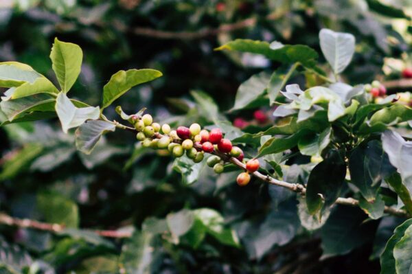 Fresh coffee beans attached to a tree branch, highlighting Sri Lanka's specialty coffee sector in a promotional video.