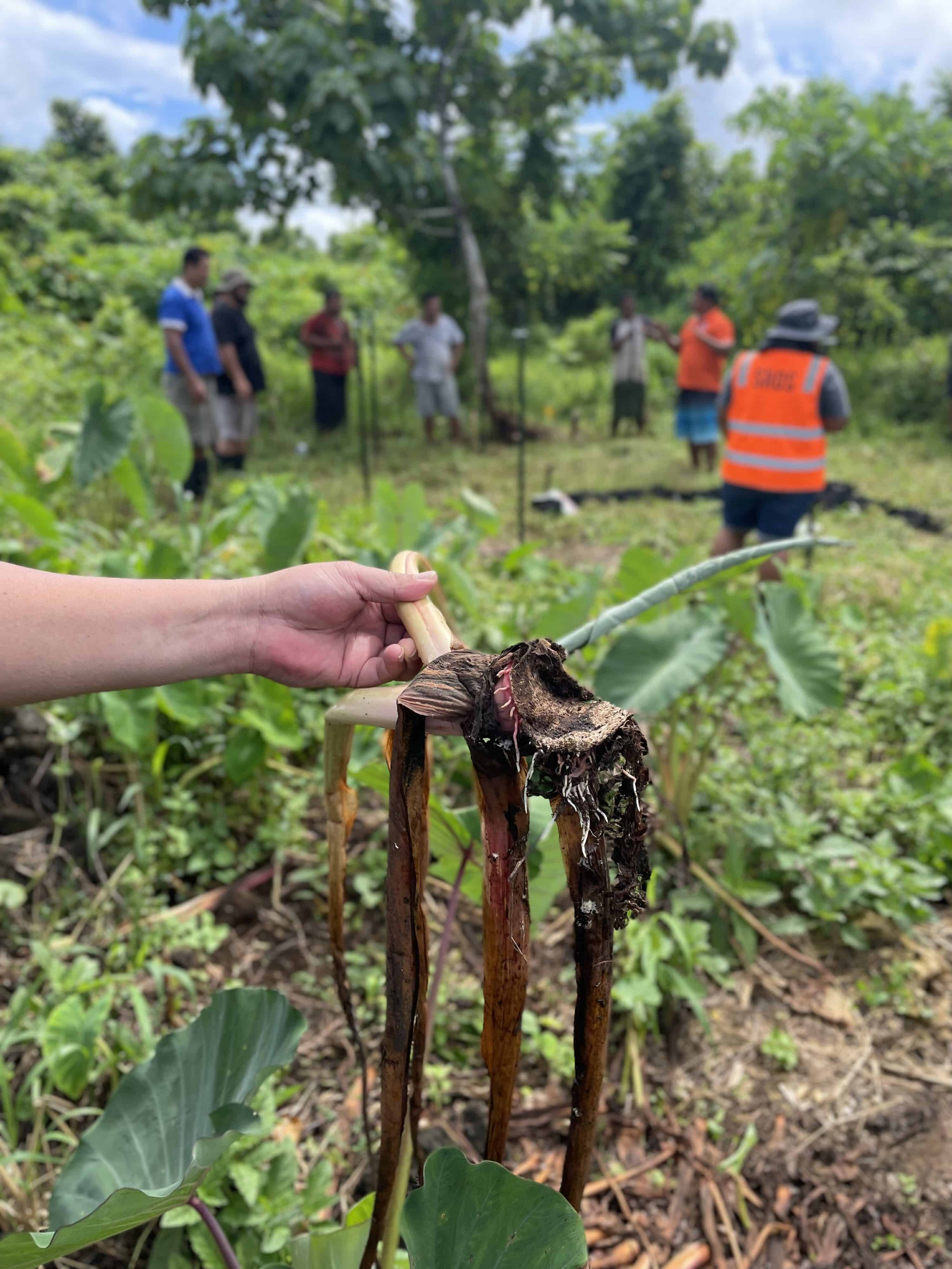 Climate Change-Samoa