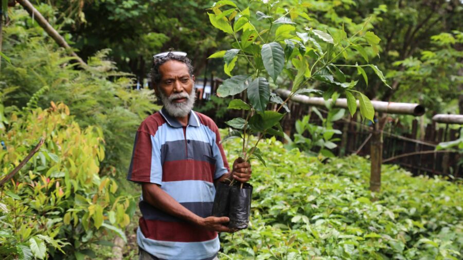 Man holding a young coffee plant in a nursery in Timor-Leste.