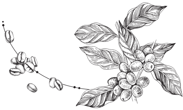 Coffee-Beans-and-Leaves