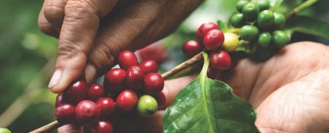Climate Change-Timor-Leste Coffee