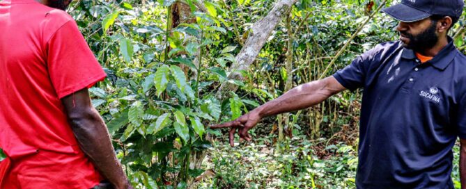 Two people inspecting coffee plants in a shaded coffee-growing area in Papua New Guinea.