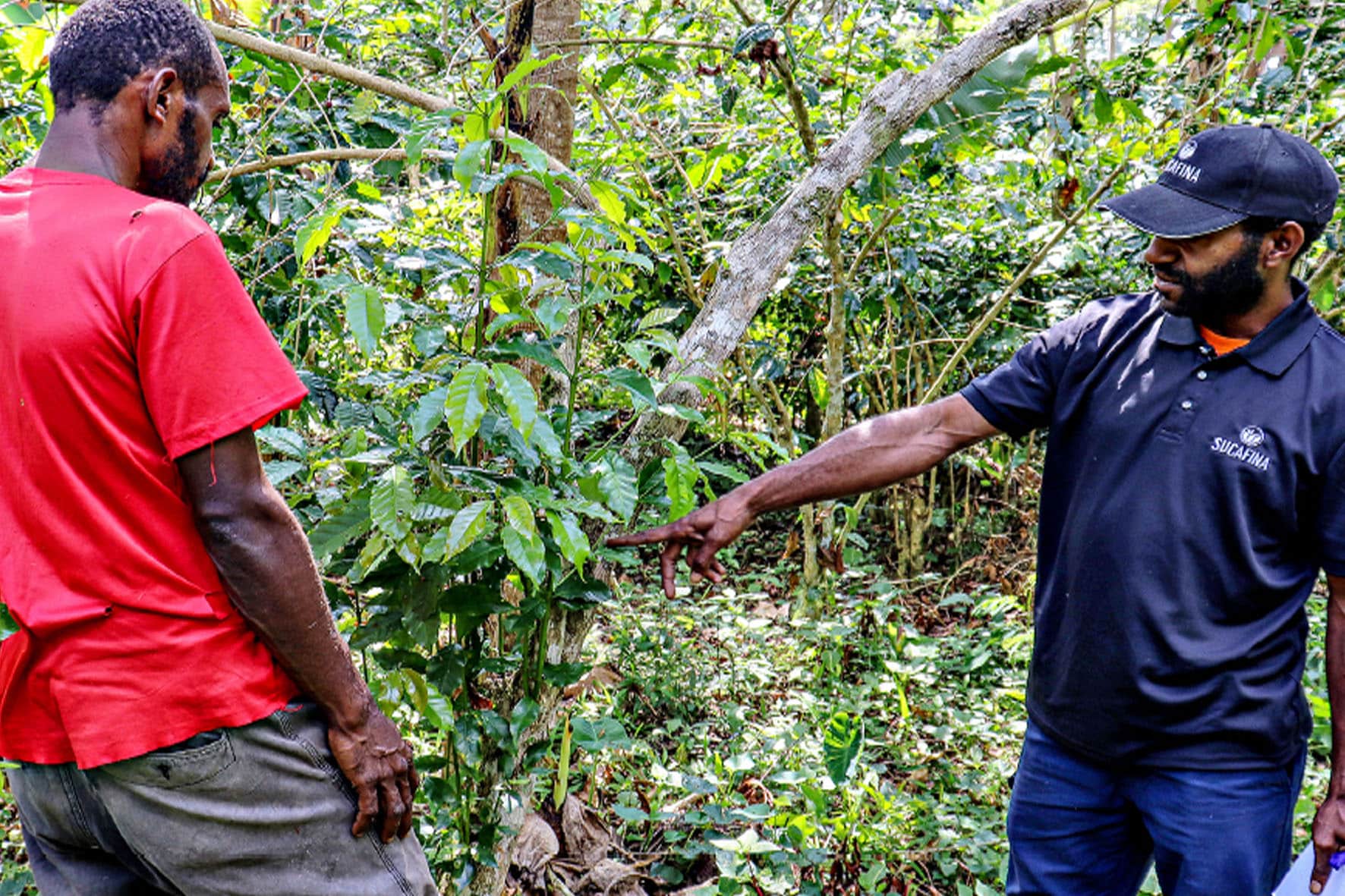 Two people inspecting coffee plants in a shaded coffee-growing area in Papua New Guinea.