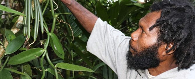 Farmer inspecting vanilla beans growing on a vine in Papua New Guinea.