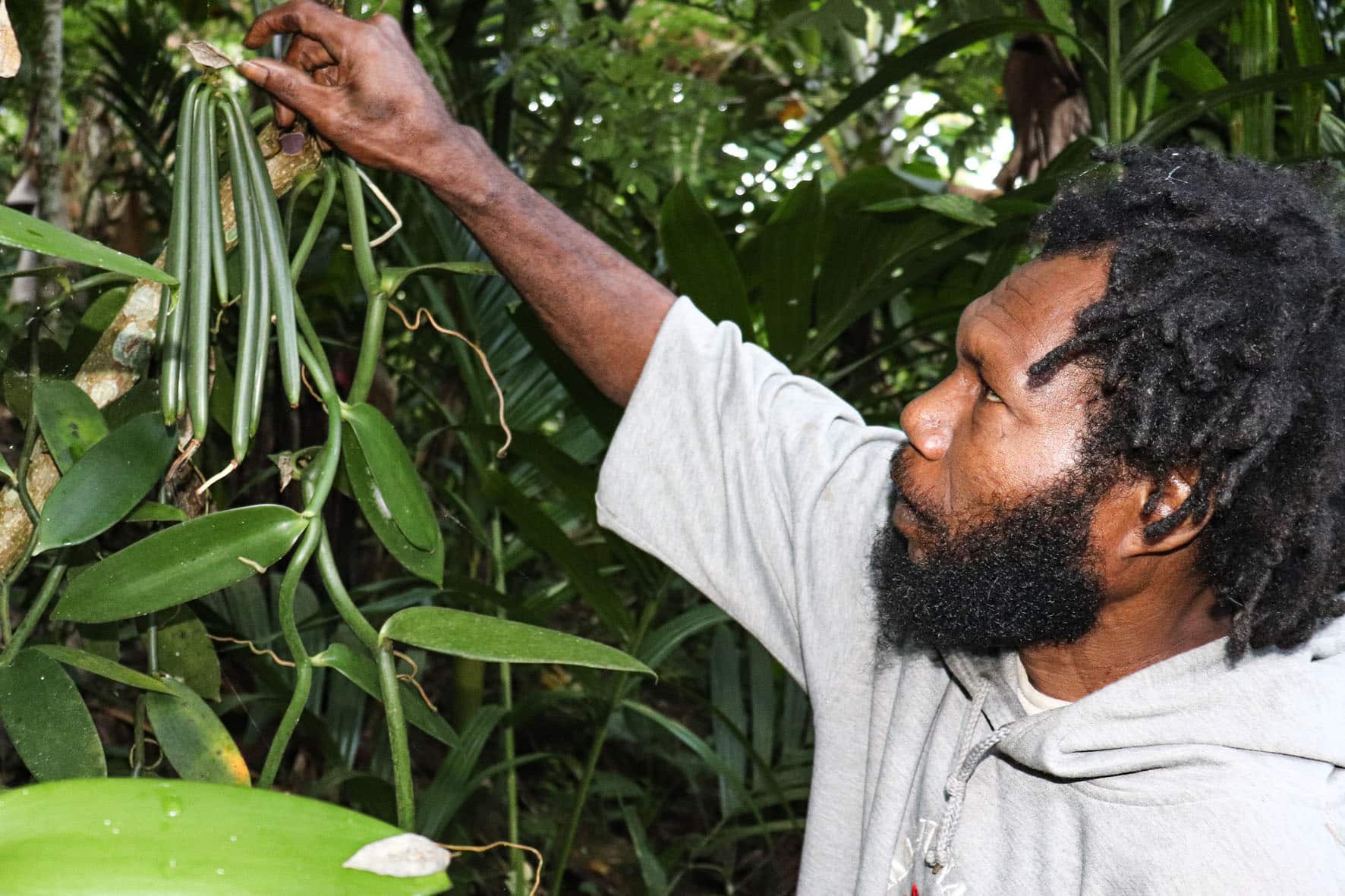 Farmer inspecting vanilla beans growing on a vine in Papua New Guinea.