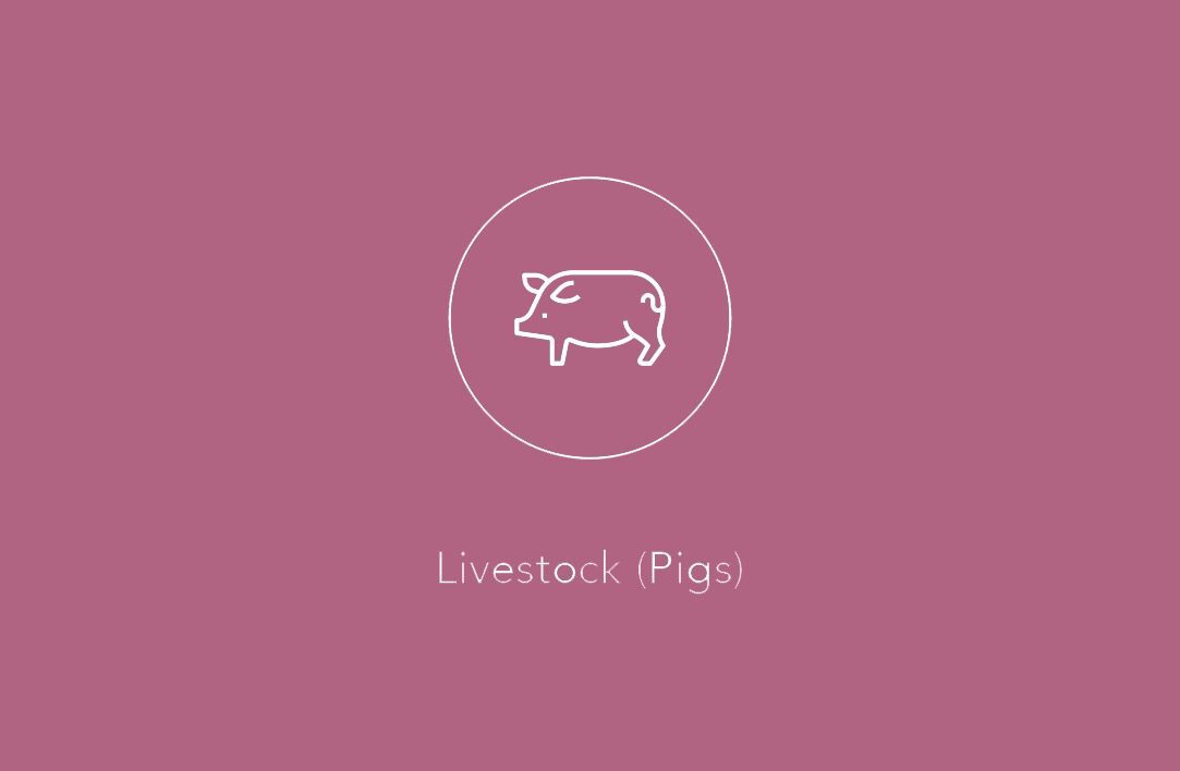White line icon of a pig above the text “Livestock (Pigs)” on a pink background.