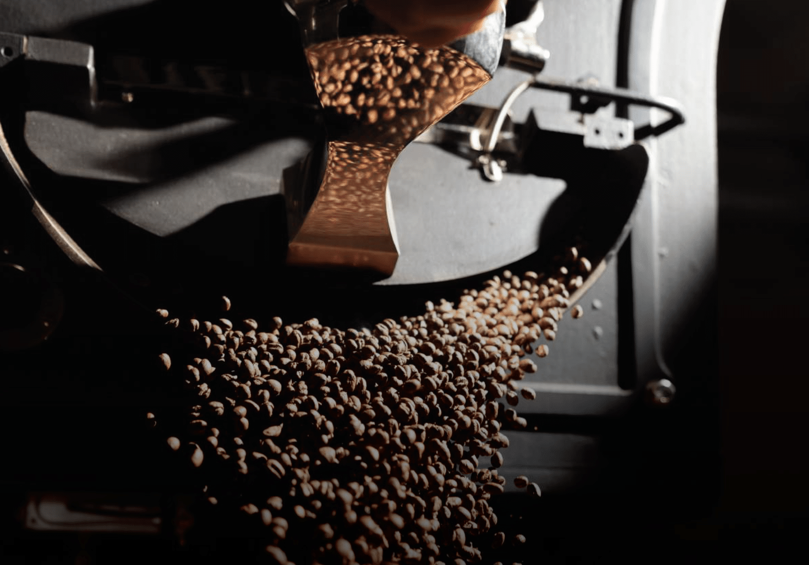 Freshly roasted coffee beans in a coffee roaster showcase Timor-Leste's evolution in the specialty coffee industry.