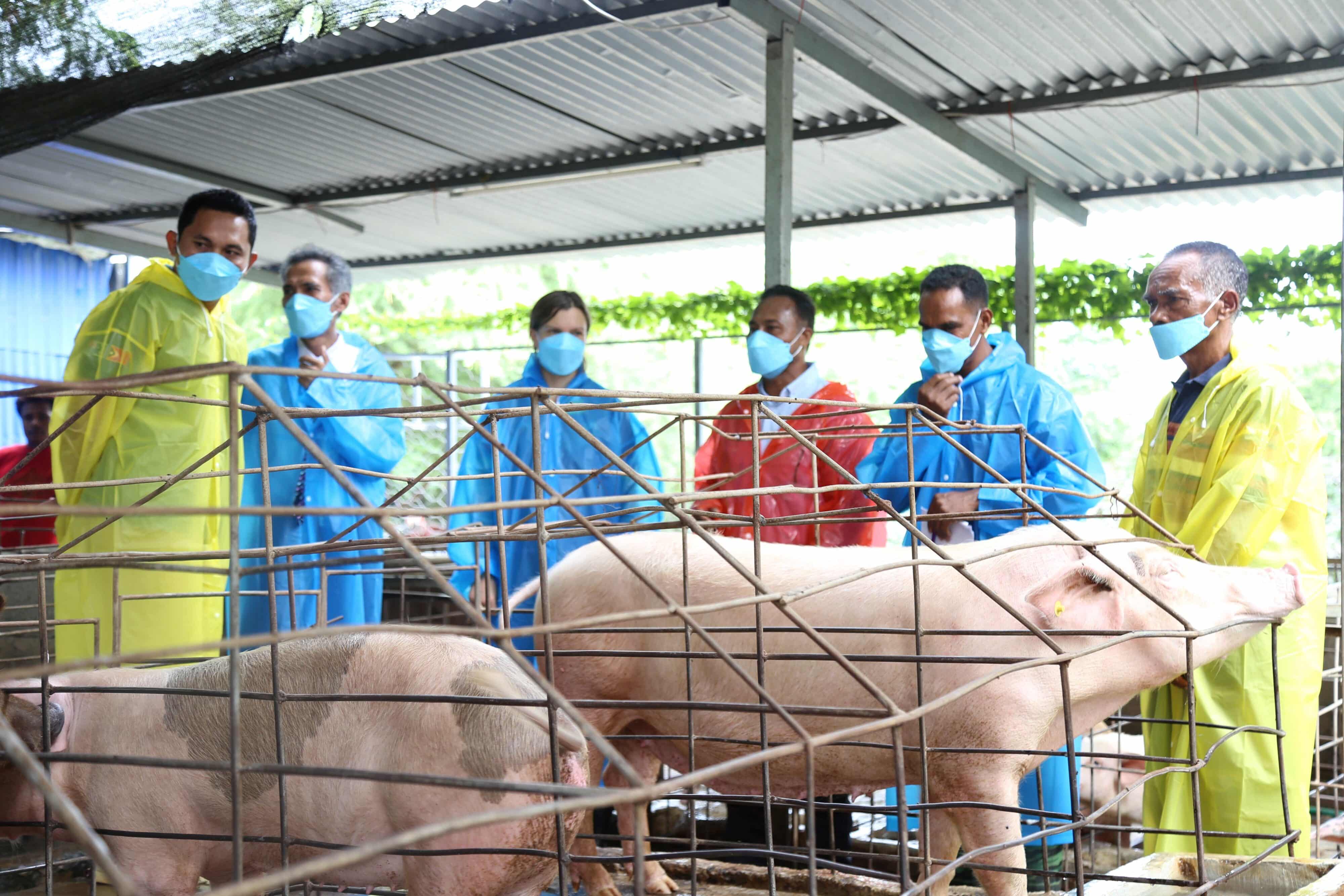 People wearing masks stand around a pig, discussing the benefits of artificial insemination services for pig farming in Timor-Leste.