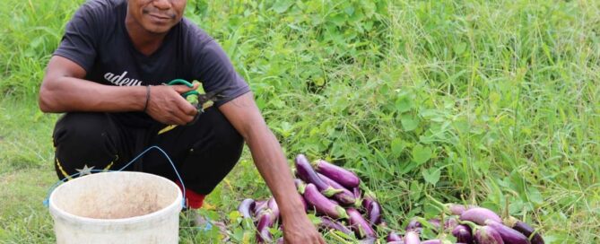 Now in its second phase, MDF Timor-Leste continues to work with entrepreneurs to build new markets, encourage investment and deepen engagement.