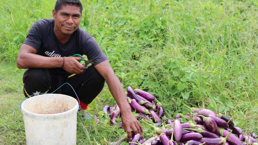 Now in its second phase, MDF Timor-Leste continues to work with entrepreneurs to build new markets, encourage investment and deepen engagement.
