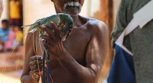 MDF has supported innovations in the giant freshwater supply chain, creating access to tourism and export markets for inland-fishing communities.