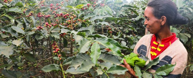 Woman standing among coffee plants with ripe coffee cherries in Timor-Leste.