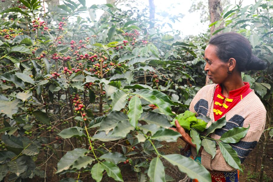 Woman standing among coffee plants with ripe coffee cherries in Timor-Leste.